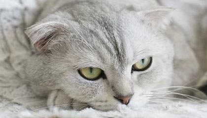 kaiyun体育综合-德甲：多特在最后几分钟逆转多特，积分排名不断变化，德甲 多特