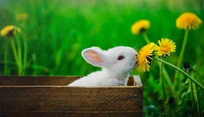 开云·体育官网-爵士前锋神秘消失球队启动搜寻行动，爵士队球迷